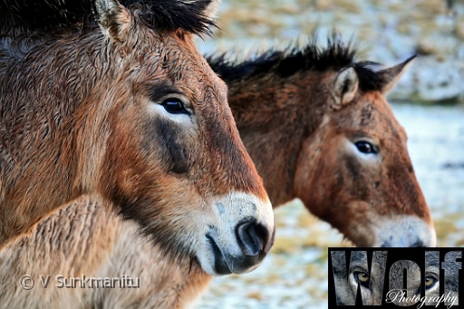 Mongolian Wild Horse 001 copyright Villayat Sunkmanitu.jpg